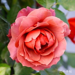 バラ　ホットココア｜花の手帖のバラ図鑑