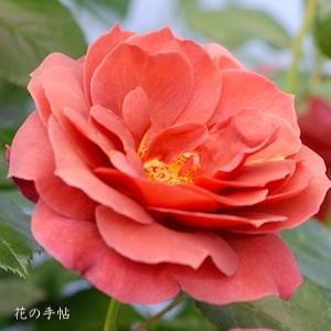 バラ　ホットココア｜花の手帖のバラ図鑑