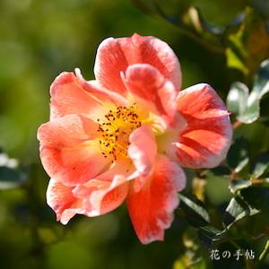 バラ　ホットファイヤー｜花の手帖のバラ図鑑