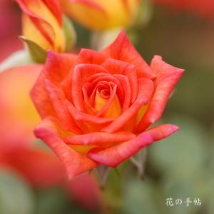バラ　ホット タマル｜花の手帖のバラ図鑑