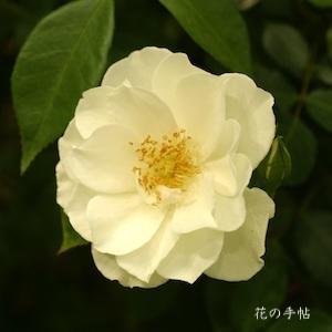 バラ アイスバーグ｜花の手帖の薔薇図鑑