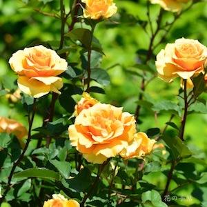 バラ　インドラ｜花の手帖のバラ図鑑