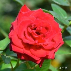 バラ　イングリット バーグマン｜花の手帖のバラ図鑑