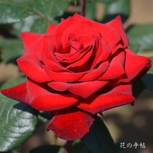 バラ イングリッドバーグマン｜花の手帖の薔薇図鑑