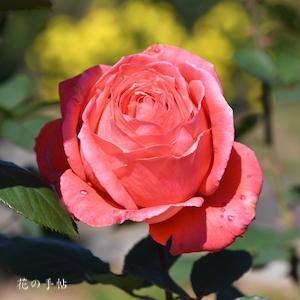 バラ　インターフローラ｜花の手帖のバラ図鑑