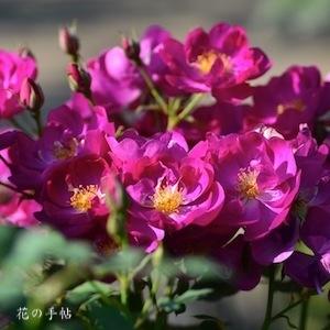 バラ　インターナショナル ヘラルド トリビューン｜花の手帖のバラ図鑑