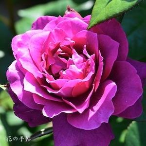 バラ　イントリーグ｜花の手帖のバラ図鑑