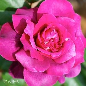 バラ　イントリーグ｜花の手帖のバラ図鑑