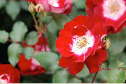 バラ　いろは（ROSE　Iroha）｜花の手帖のバラ図鑑