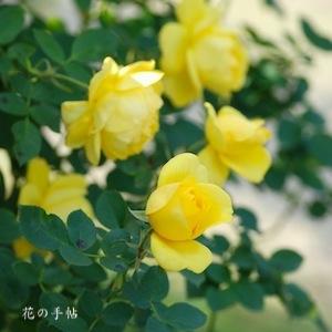 バラ　伊豆踊り子｜花の手帖のバラ図鑑