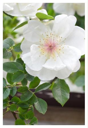 バラ ジャクリーヌデュプレ Rose Jacqueline Du Pre シュラブ 2000品種以上の薔薇 を作出者 交配親などのデータと美しい写真で紹介する花の手帖のwebバラ図鑑