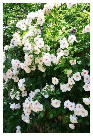 バラ ジャクリーヌデュプレ Rose Jacqueline Du Pre シュラブ 00品種以上の薔薇 を作出者 交配親などのデータと美しい写真で紹介する花の手帖のwebバラ図鑑