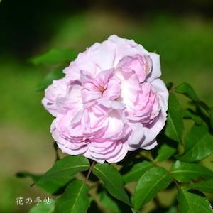 バラ　ジャックカルティエ｜花の手帖のバラ図鑑