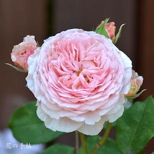バラ　ジェイムズギャルウェイ｜花の手帖のバラ図鑑