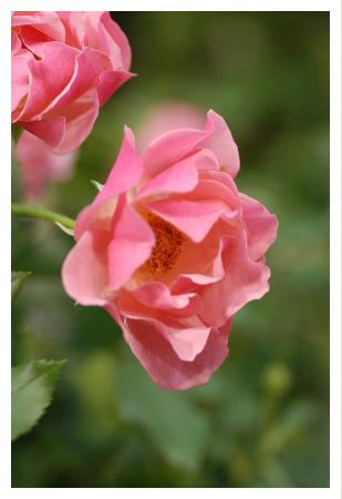 バラ　ジャン コクトー（Jean Cocteau）｜花の手帖のバラ図鑑