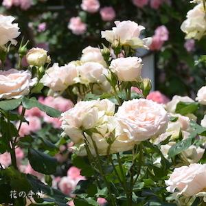 バラ　ヨハン シュトラウス（Johann Strauss）｜花の手帖のバラ図鑑