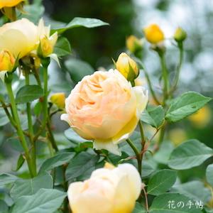 バラ ジュードジオブスキュア Rose Jude The Obscure イングリッシュローズ 00品種以上の薔薇を作出者 交配親などのデータと美しい写真で紹介する花の手帖のwebバラ図鑑
