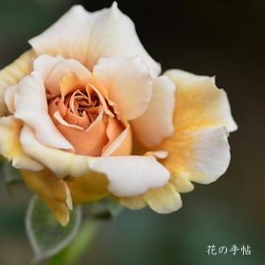 バラ　ジュリアズ ローズ（Julia's Rose）｜花の手帖のバラ図鑑