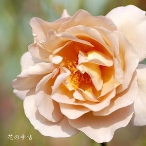 バラ　ジュリアズ ローズ（Julia's Rose）｜花の手帖のバラ図鑑