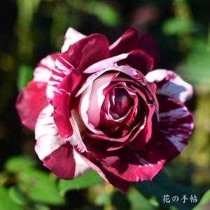 バラ　フリオイグレシアス｜花の手帖のバラ図鑑