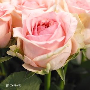 バラ　｜花の手帖のバラ図鑑