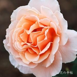 バラ ジャストジョーイ｜花の手帖の薔薇図鑑