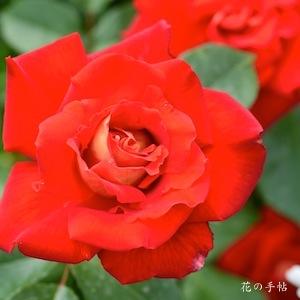 バラ　カガヤキ（ROSE　Briiant Light）｜花の手帖のバラ図鑑