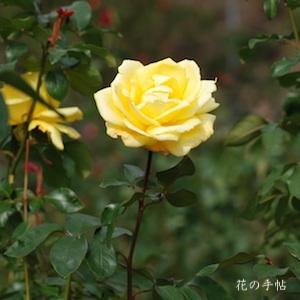 バラ　カマクラ（鎌倉）｜花の手帖のバラ図鑑
