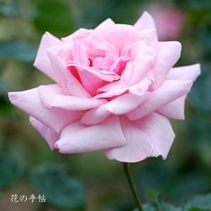 バラ　カモ（加茂）｜花の手帖のバラ図鑑
