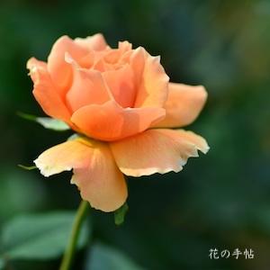 バラ　カナローズ（花菜ローズ）｜花の手帖のバラ図鑑