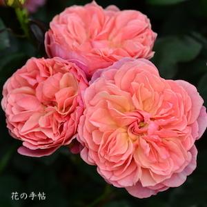 バラ　かおりかざり（Kaorikazari）｜花の手帖のバラ図鑑
