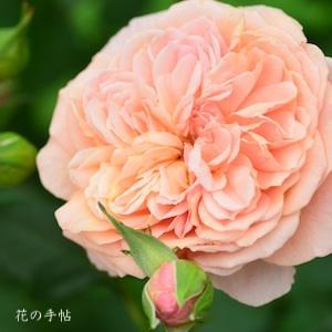 バラ　かおりかざり（Kaorikazari）｜花の手帖のバラ図鑑