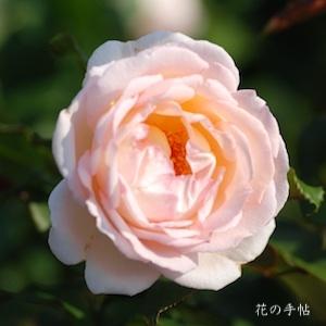 バラ　カオルノ（薫乃）｜花の手帖のバラ図鑑