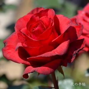 バラ　カーディナル（Kardinal）｜花の手帖のバラ図鑑