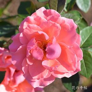 バラ　キャスリンマグレディ｜花の手帖のバラ図鑑