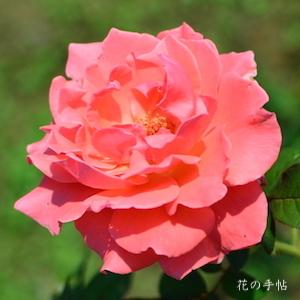 バラ　キャスリンマグレディ｜花の手帖のバラ図鑑
