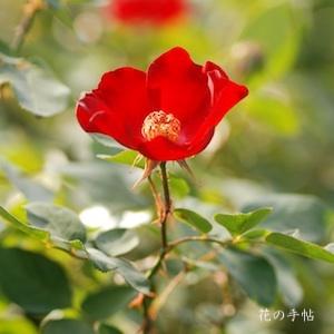 バラ　カザグルマ（かざぐるま）｜花の手帖のバラ図鑑