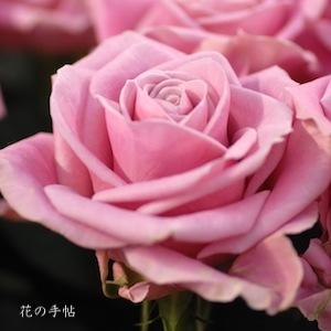 バラ　キアノ（Keano）｜花の手帖のバラ図鑑