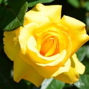 バラ　キープスマイリング（Keep Smiling）｜花の手帖のバラ図鑑
