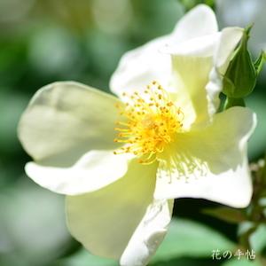 バラ　キュー ガーデン（Kew Gardens）｜花の手帖のバラ図鑑