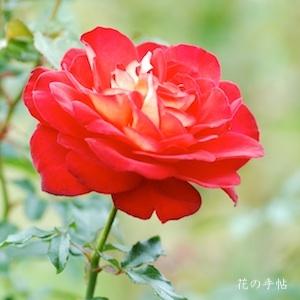バラ　キボウ（希望）｜花の手帖のバラ図鑑