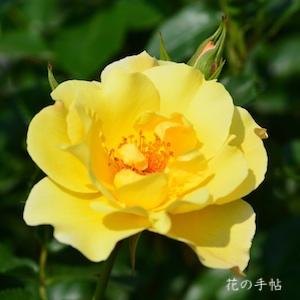 バラ　キンレンポ（金蓮歩）｜花の手帖のバラ図鑑