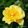 バラ　キンレンポ｜花の手帖のバラ図鑑