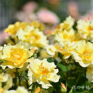 バラ　キンレンポ（金蓮歩）｜花の手帖のバラ図鑑