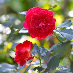 バラ　キラメキ｜花の手帖のバラ図鑑