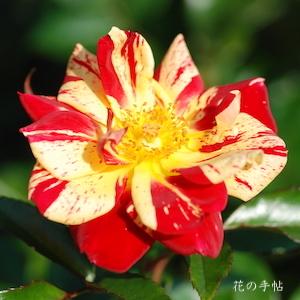 バラ　キラリ（Kirari）｜花の手帖のバラ図鑑