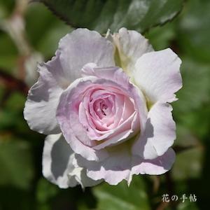 バラ　キルケ｜花の手帖のバラ図鑑