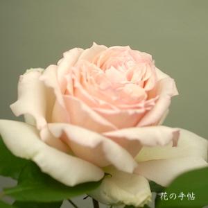 バラ　キヨ（Kiyo）｜花の手帖のバラ図鑑