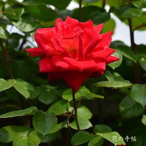 バラ　キヨミ（Kiyomi）｜花の手帖のバラ図鑑