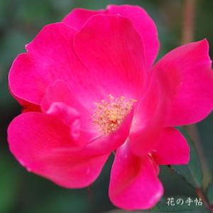 バラ ノックアウト｜花の手帖の薔薇図鑑
